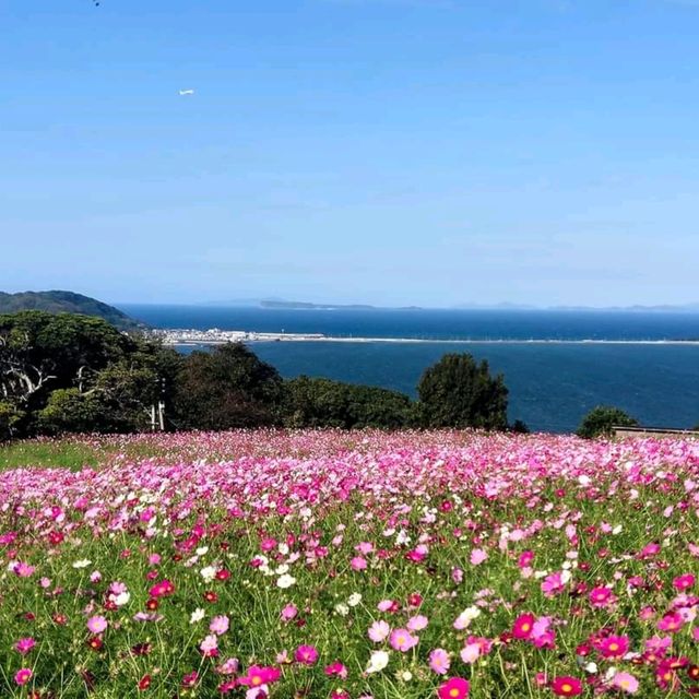 Nokonoshima Island Park เกาะดอกไม้แห่งFukuoka