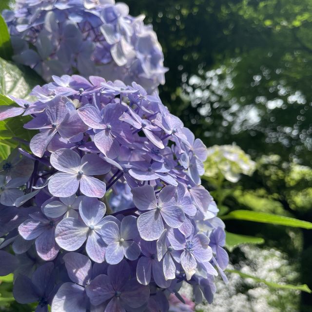 長谷寺