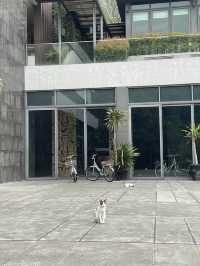 🤍 The Peri Hotel- เขาใหญ่ 🌳