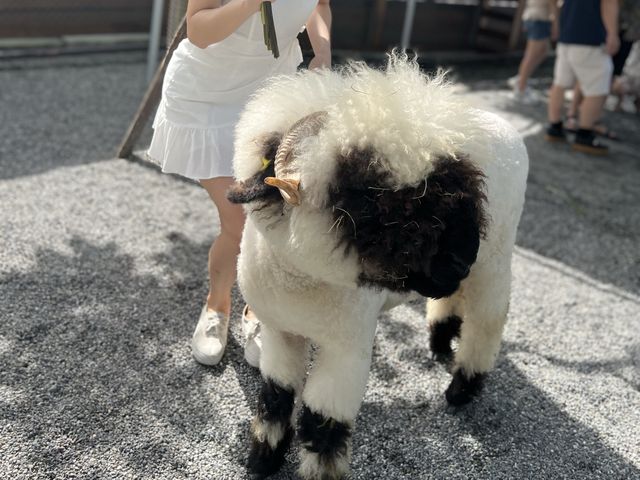 張美阿嬤農場，充滿童趣的景點，還可以看到水豚君在泡澡