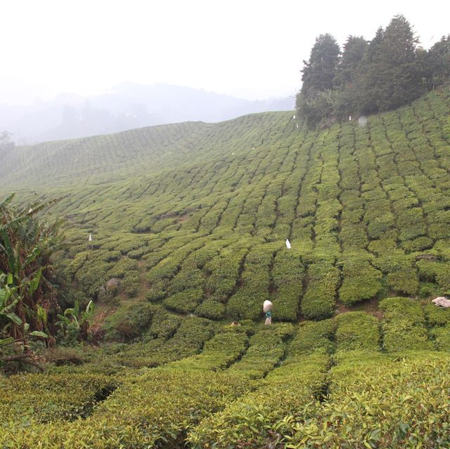 Breathtaking Tea Plantation