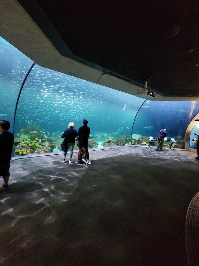 Shedd Aquarium 🐋✨