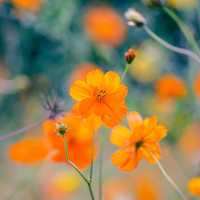 Olympic Park's Wildflower Maru Blossoms 