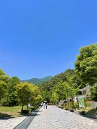 양평 아름다운 숲을 구경할 수 있는 용문사🌳
