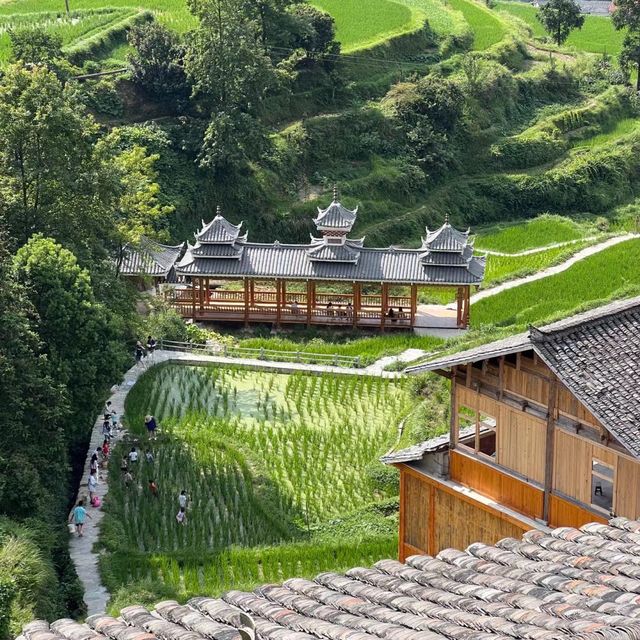 🌾🌄 洋嶺梯田～稻穗風光🏔️🌾🥾