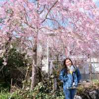 ทะเลสาบคาวากูชิโกะ (Lake Kawaguchiko)​