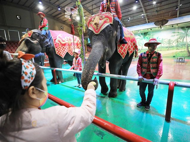 제주 점보빌리지 🐘 코끼리테마쇼와 먹이주기 체험
