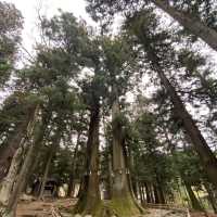 世界文化遺產 河口淺間神社