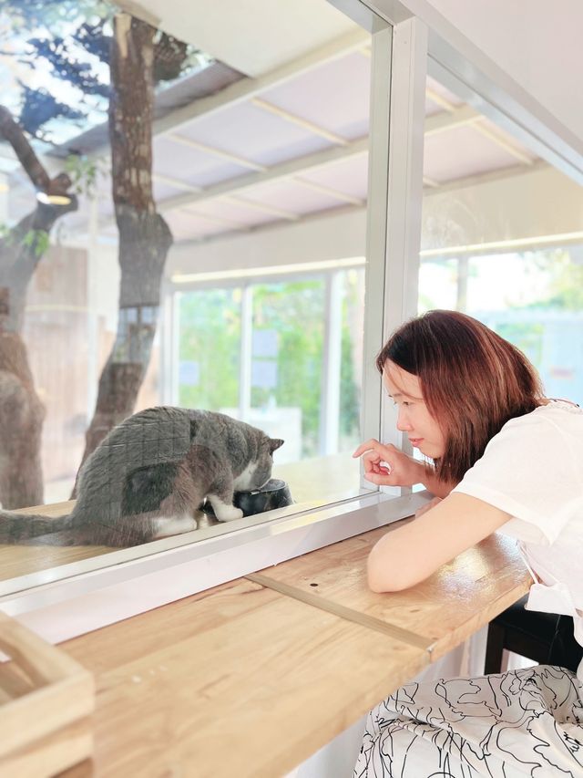 คาเฟ่แมว  Miku Cafe 🐱😽