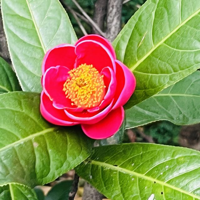 香港動植物園-給自己最美的大自然的饗宴