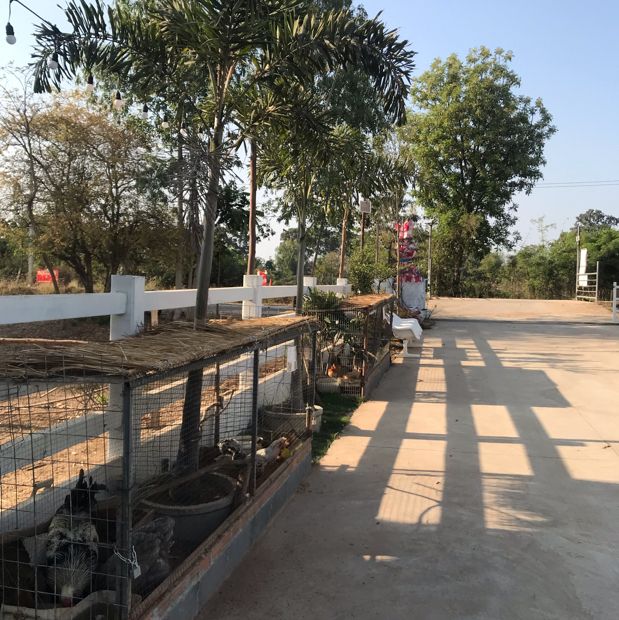 Pepular farm เปปูลาร์ฟาร์ม