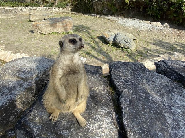 可極近距離接觸動物❤️可愛到融化了