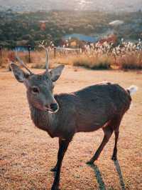 Autumn in Nara with the deers 🦌🇯🇵