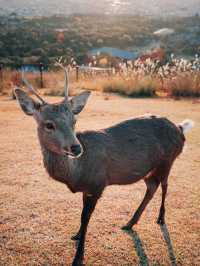 Autumn in Nara with the deers 🦌🇯🇵