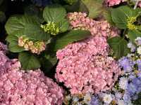 香港賞花 | 維園花展 | 主題花繡球花篇