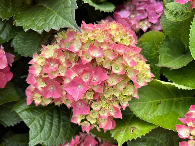 香港賞花 | 維園花展 | 主題花繡球花篇