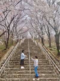 🌸대구 벚꽃 여행지 모음🌸