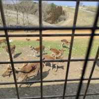 人生必到 野生動物餵食體驗