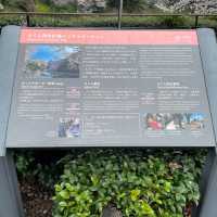 千鳥ヶ淵縁道の桜