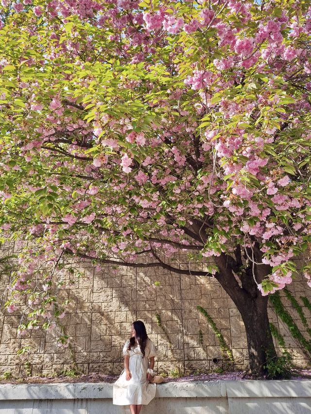 경희대학교에서 겹벚꽃구경 어때요👀🌸