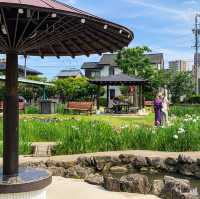 เทศกาลดอกไอริส 花じょうぶ祭