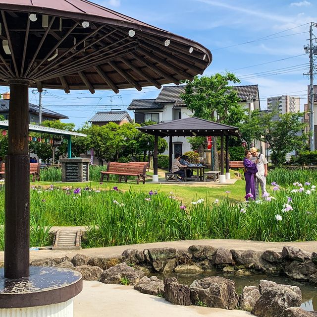 เทศกาลดอกไอริส 花じょうぶ祭