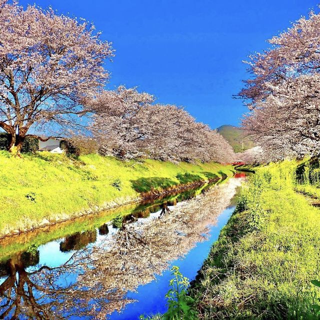 三水川桜ロード