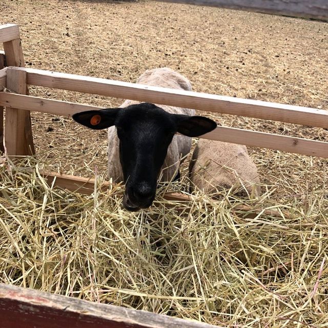 Kids Friendly Farm Chiyoda in Biei