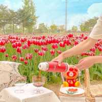 문암생태공원에 가득 핀 튤립🌷💖