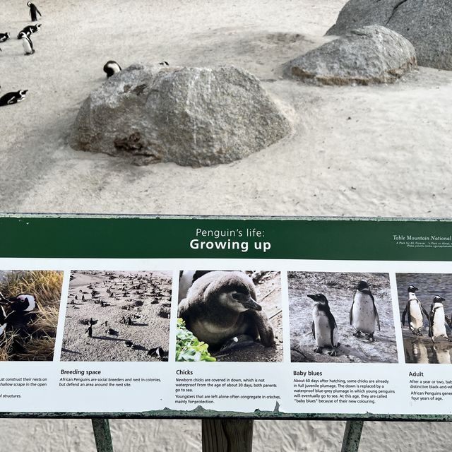 Watching African penguins at Boulders Beach 