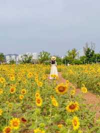 메이와 함께 세종시 해바라기 여행🌻💛