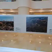 大自然保護協會攝影比賽作品展的個人體驗及感受