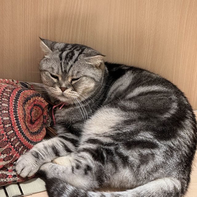 長沙灣🐱🐱cafe