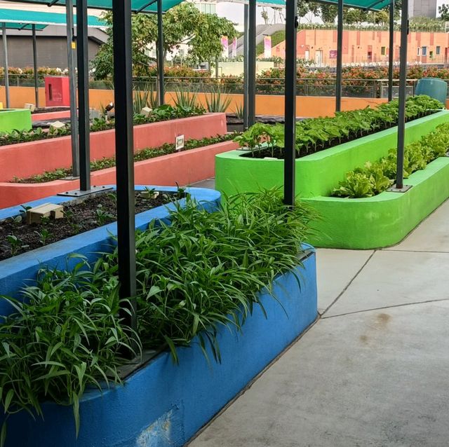 Rooftop Community Garden 