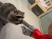 Lollypet萌寵樂園： 與動物零距離的夢幻體驗
