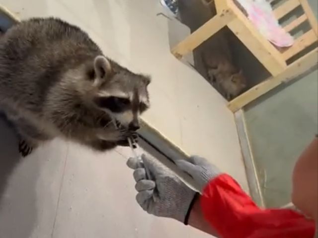 Lollypet萌寵樂園： 與動物零距離的夢幻體驗
