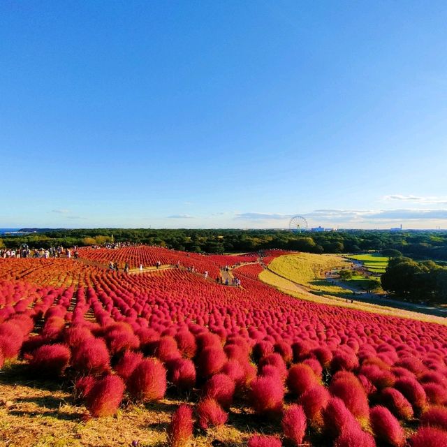 Kochia season and Apple picking 