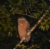 Tabin Wildlife Resort
