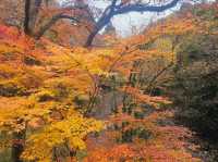 The foliage at Hananuki Gorge