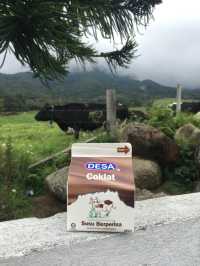 Desa Cattle Dairy Farm