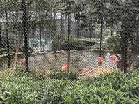 本地動物園—香港動植物公園