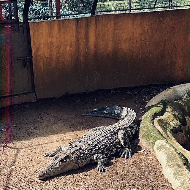 Live crocodile feeding in the city