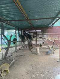 P.D. Ostrich Show Farm