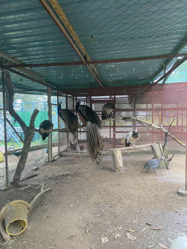 P.D. Ostrich Show Farm
