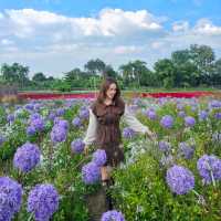 สวนดอกไม้เชียงใหม่ I Love Flower Farm