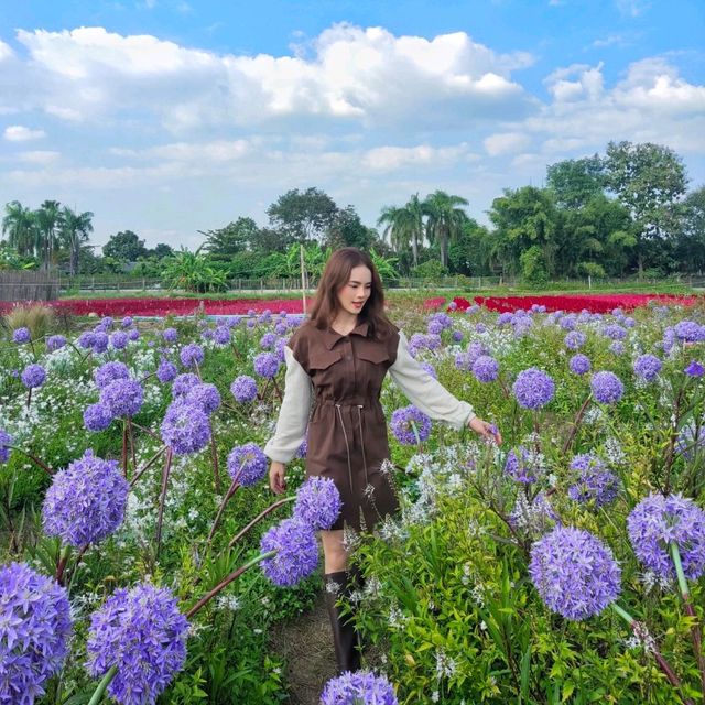 สวนดอกไม้เชียงใหม่ I Love Flower Farm