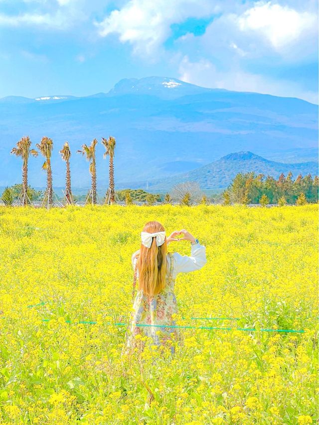 한라산 뷰 유채밭, 제주 휴애리💛