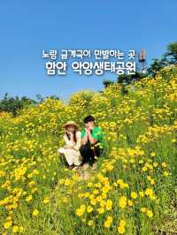 노랑 금계국이 어여쁜 함안 악양생태공원🌼