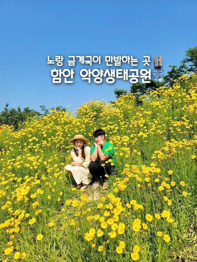 노랑 금계국이 어여쁜 함안 악양생태공원🌼