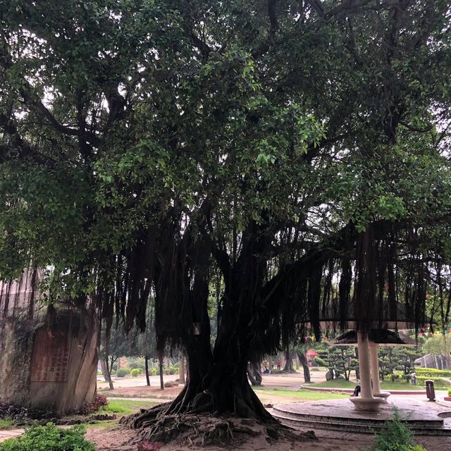 汕頭4A級風景😛😛蓮花🪷峰欣賞汕頭海影古物😙旅遊必到